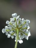Image of taxon representative. Author is Владимир Эпиктетов