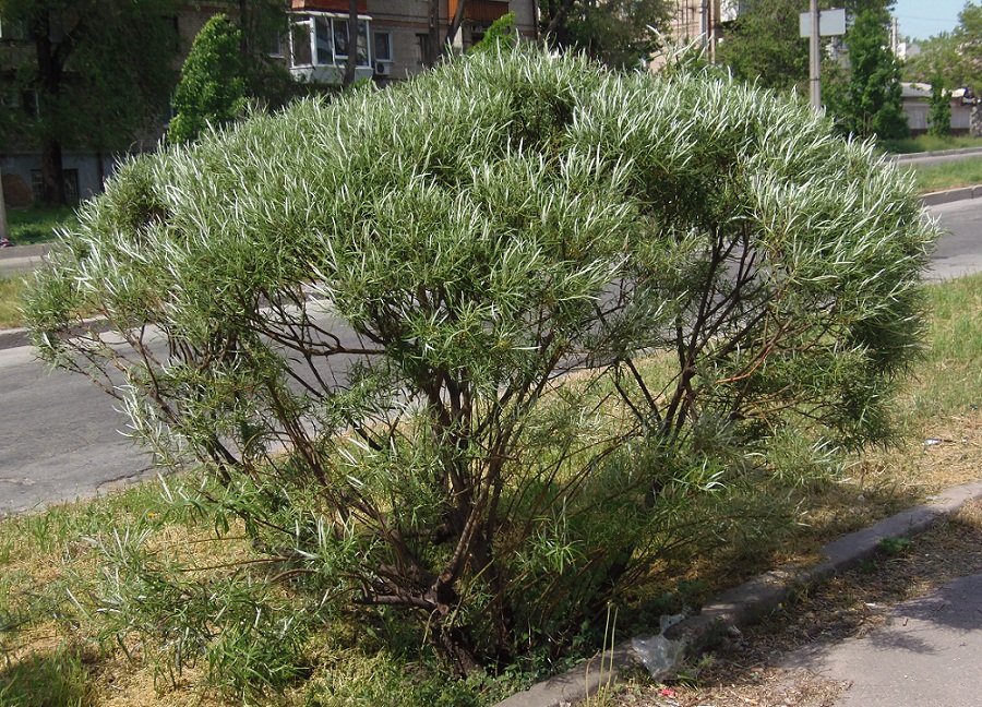 Image of Salix viminalis specimen.
