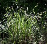 Carex vesicaria