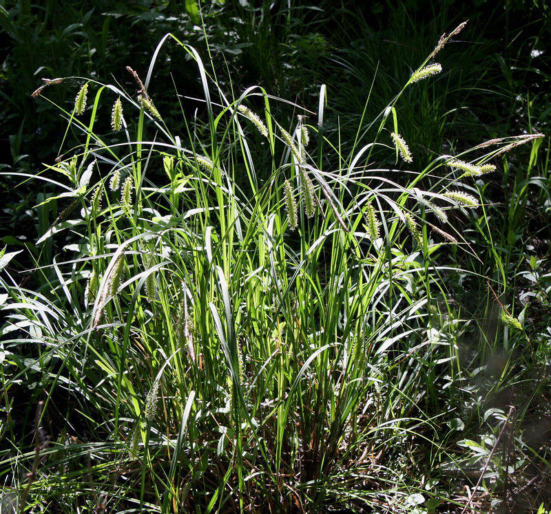 Image of Carex vesicaria specimen.