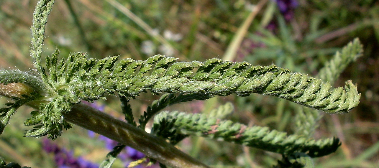 Изображение особи род Achillea.