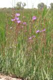 Lactuca tatarica. Цветущие растения. Крым, пересыпь оз. Донузлав. 8 июня 2013 г.