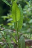 Hesperis matronalis. Часть побега. Ленинградская обл., Гатчинский р-н, окр. пос. Пудость, олуговелый отвал грунта у обочины просёлочной дороги. 08.06.2013.