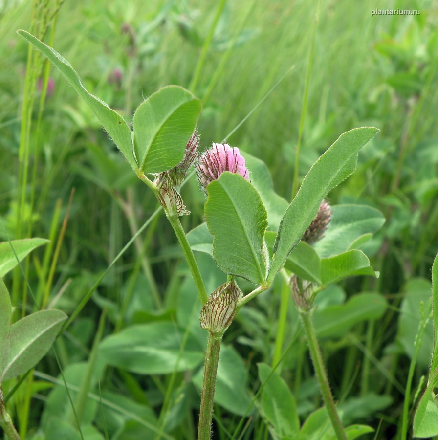 Изображение особи Trifolium pratense.