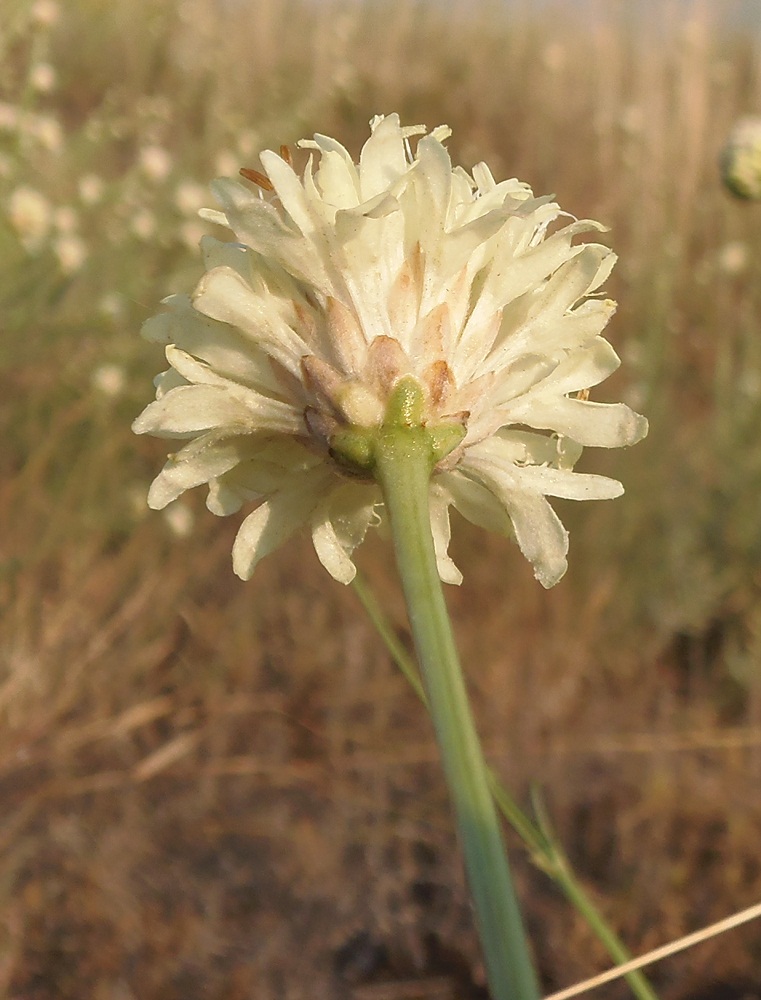 Изображение особи Cephalaria uralensis.