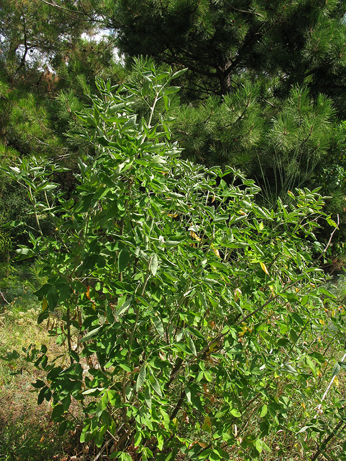 Image of Laburnum anagyroides specimen.