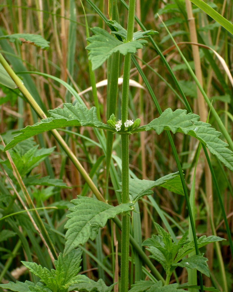 Изображение особи Lycopus europaeus.