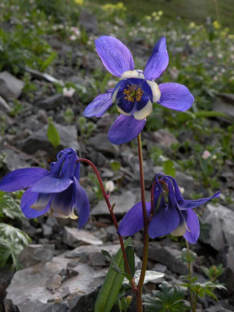 Изображение особи Aquilegia sibirica.