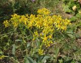 Senecio schwetzowii