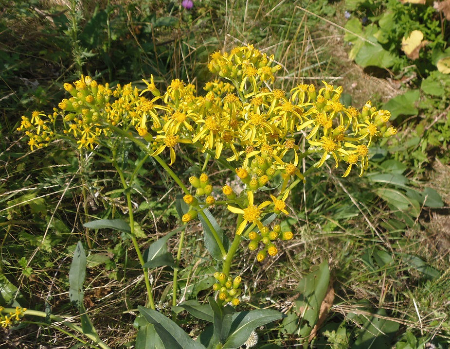 Изображение особи Senecio schwetzowii.