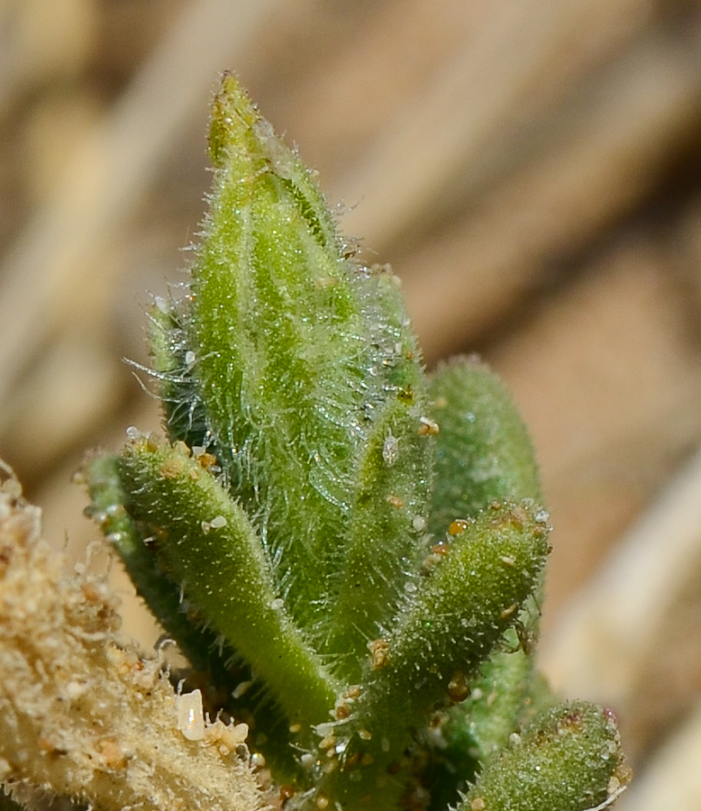 Изображение особи Silene succulenta.