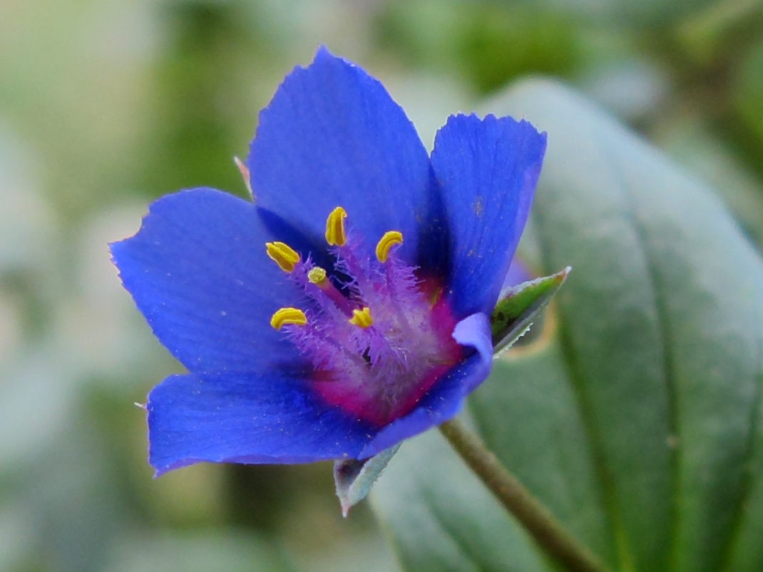 Image of Anagallis arvensis specimen.