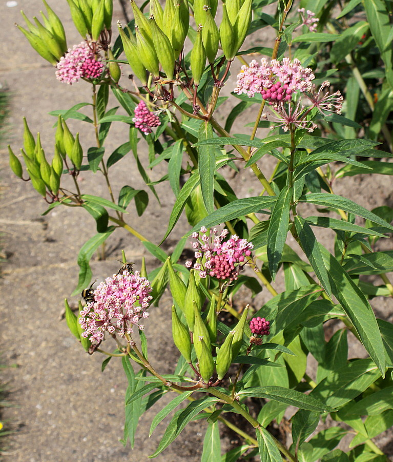 Изображение особи Asclepias incarnata.