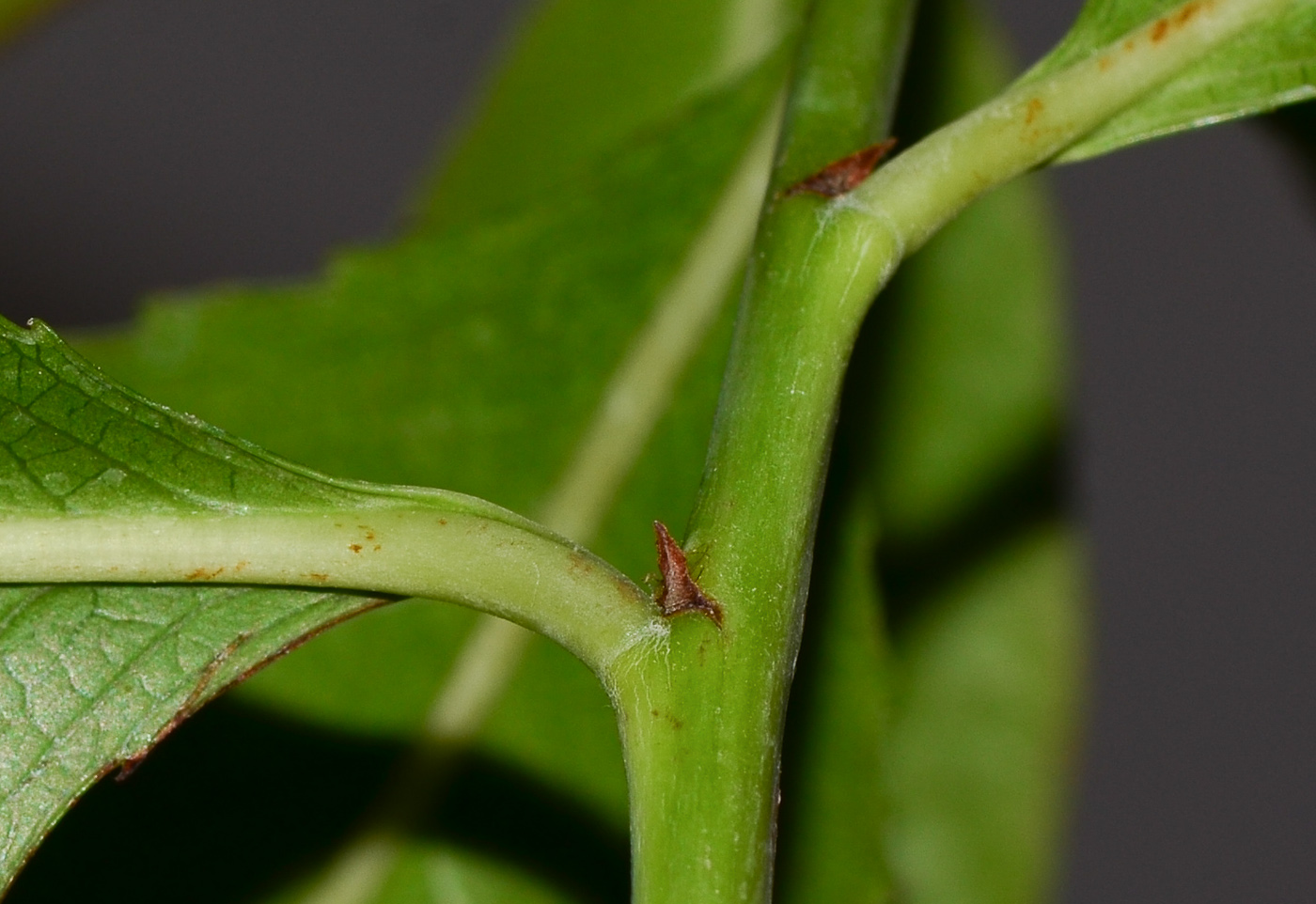 Изображение особи Catha edulis.