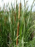 Typha domingensis