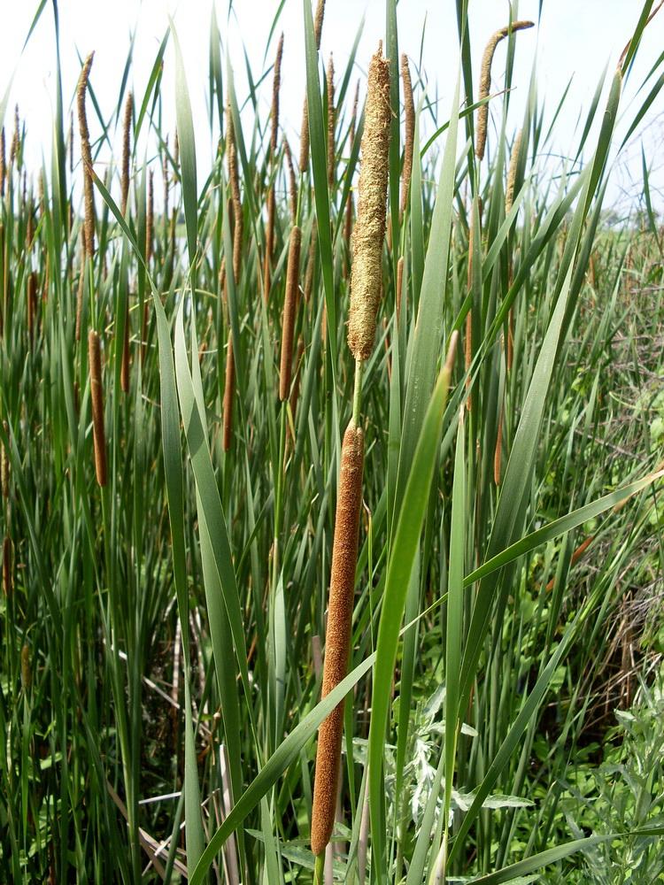 Image of Typha domingensis specimen.