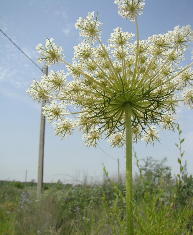 Image of Daucus carota specimen.