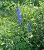 genus Delphinium