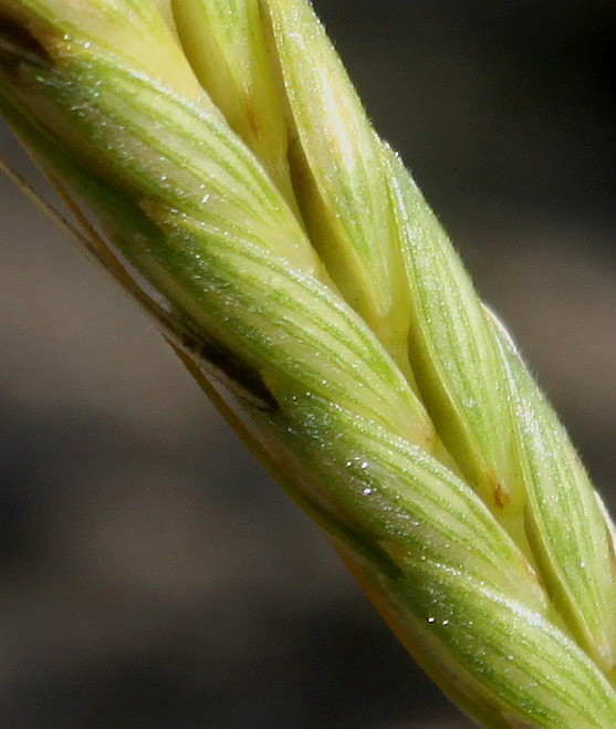 Image of Triticum monococcum specimen.