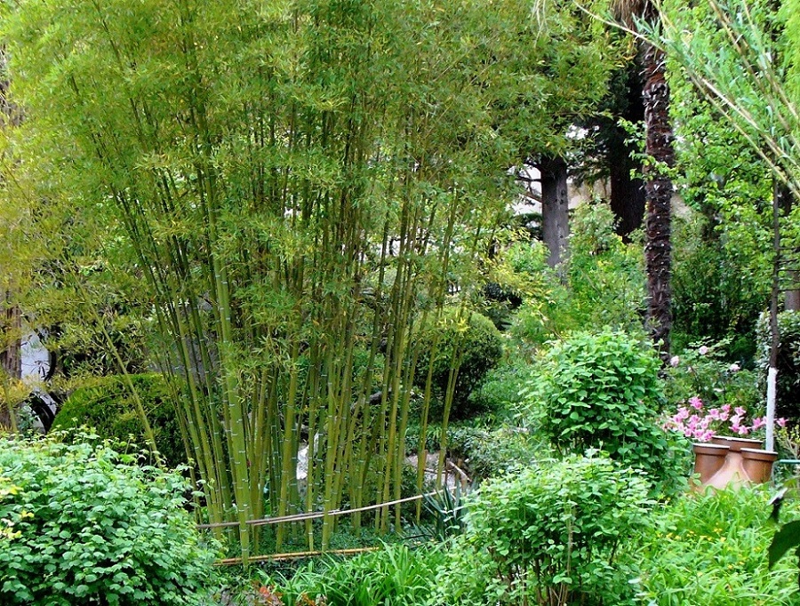 Image of Phyllostachys viridi-glaucescens specimen.