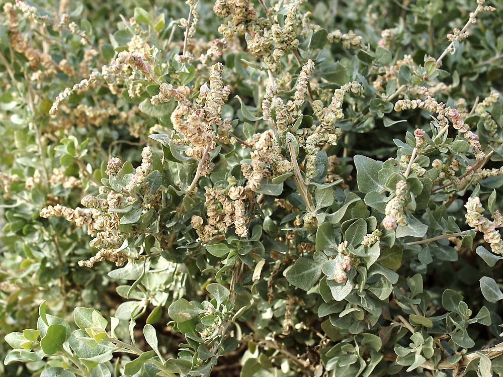 Image of Atriplex halimus specimen.