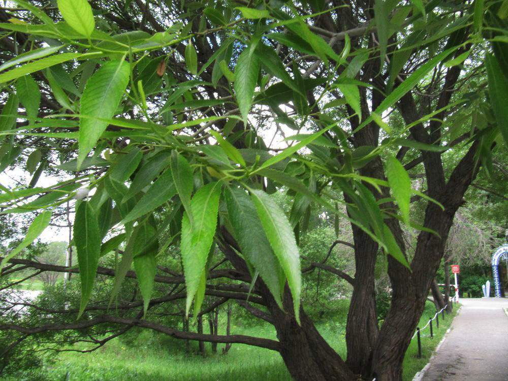 Image of Salix fragilis var. sphaerica specimen.