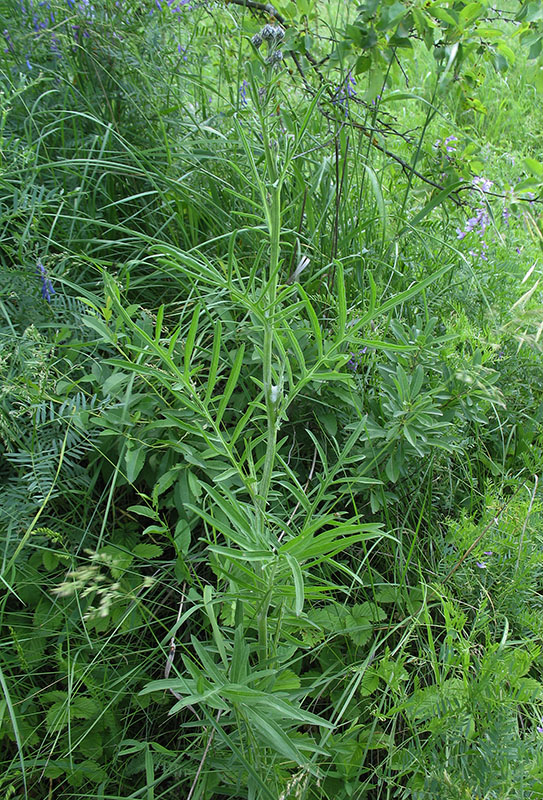 Изображение особи Centaurea scabiosa.