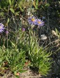 Aster serpentimontanus. Расцветающее и цветущее растения. Восточно-Казахстанская обл., г. Риддер, окр. Малоульбинского вдхр., сопка. 29.07.2008.