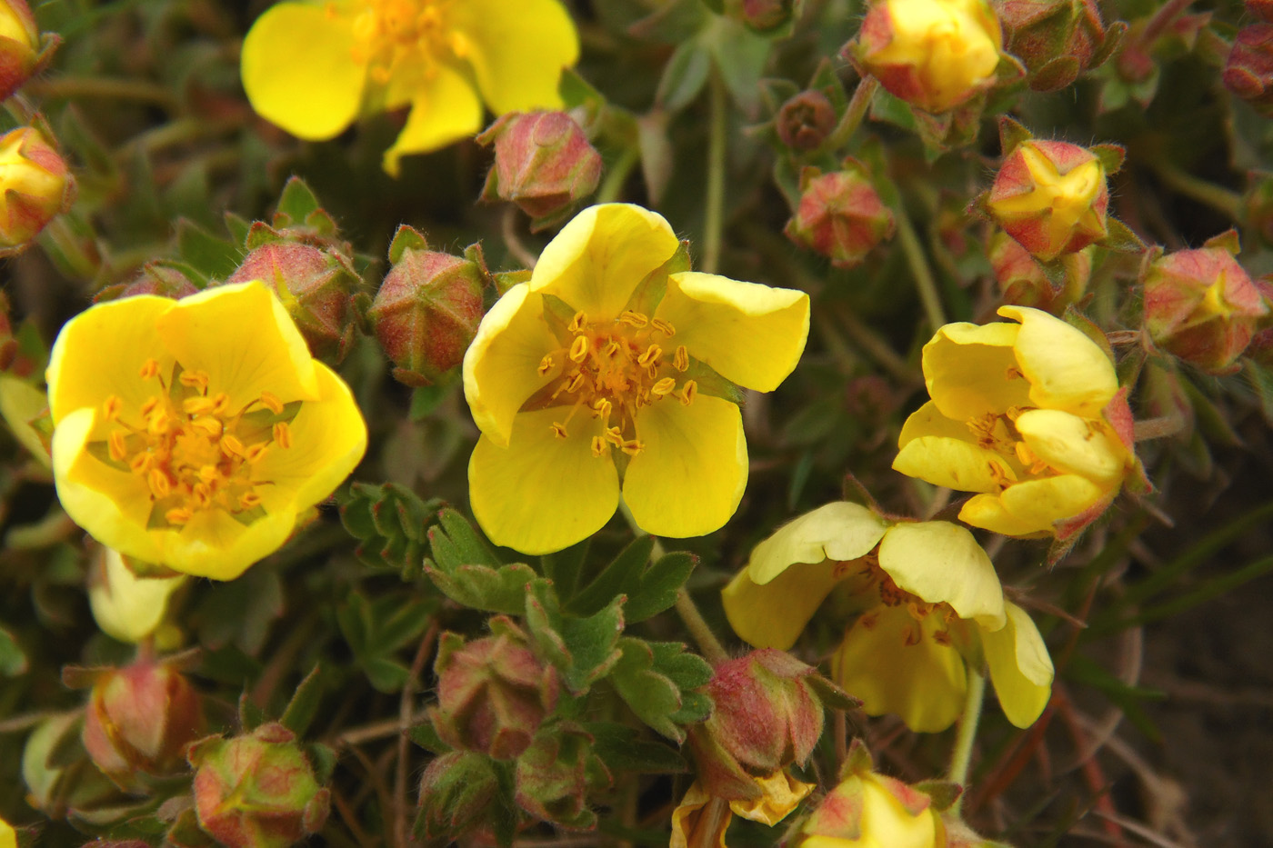 Изображение особи Potentilla incana.