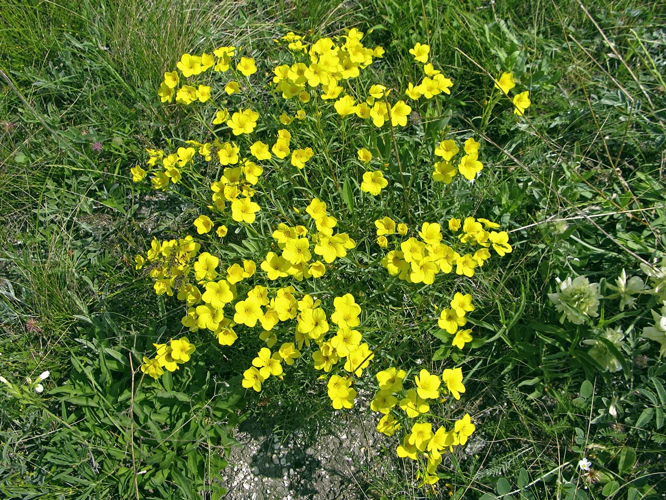 Image of Linum uralense specimen.