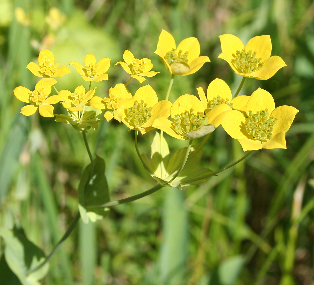 Image of Bupleurum aureum ssp. porfirii specimen.