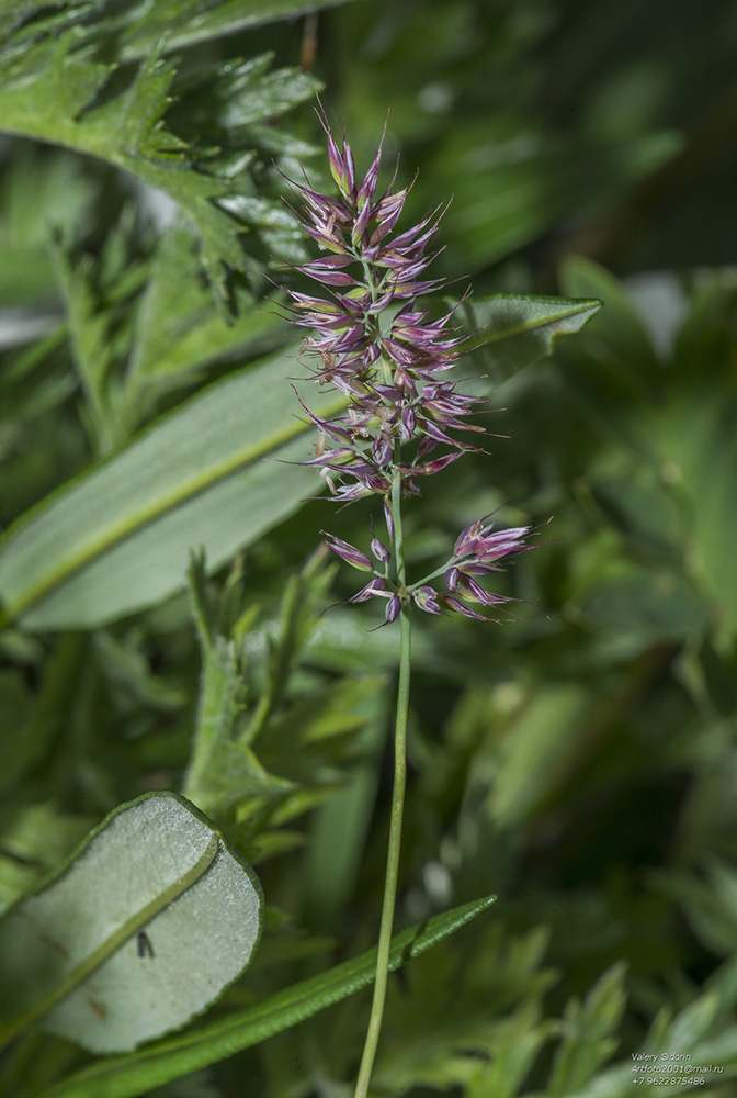 Image of Calamagrostis sesquiflora specimen.