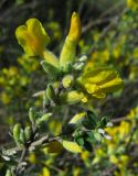 Chamaecytisus colchicus