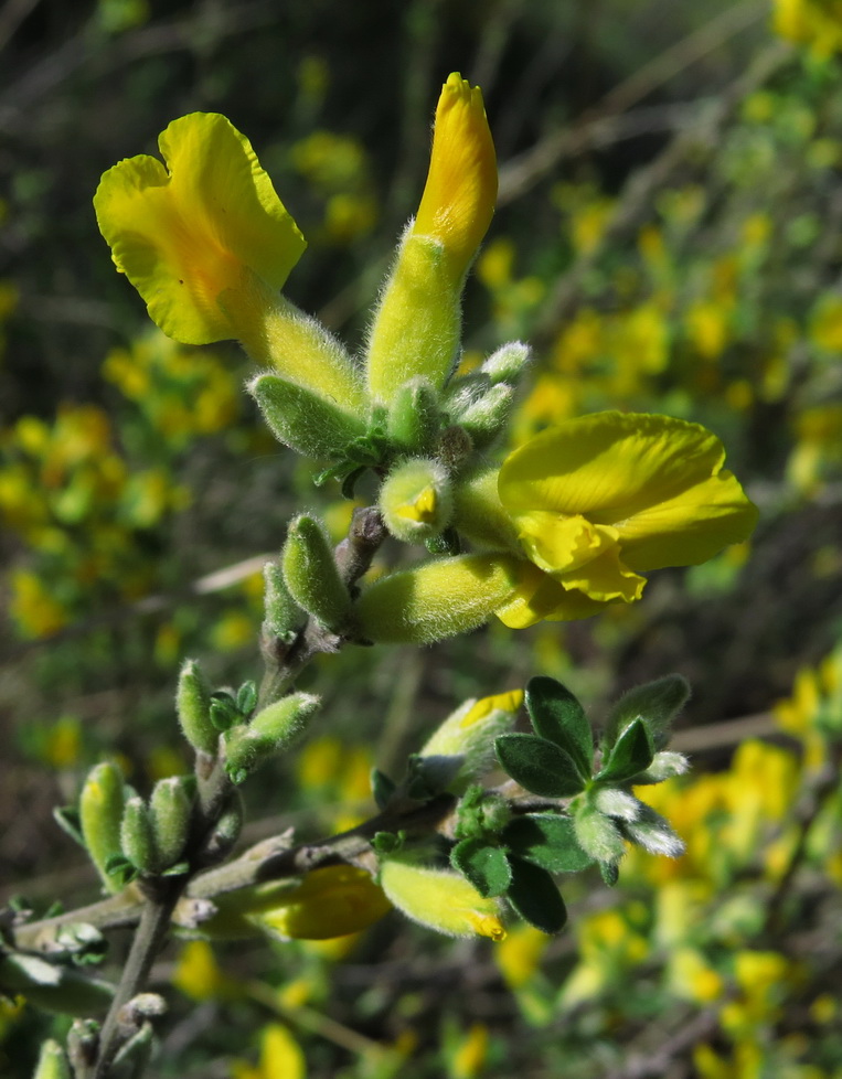 Изображение особи Chamaecytisus colchicus.