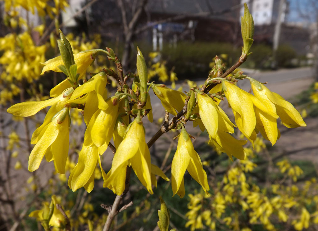 Изображение особи Forsythia &times; intermedia.