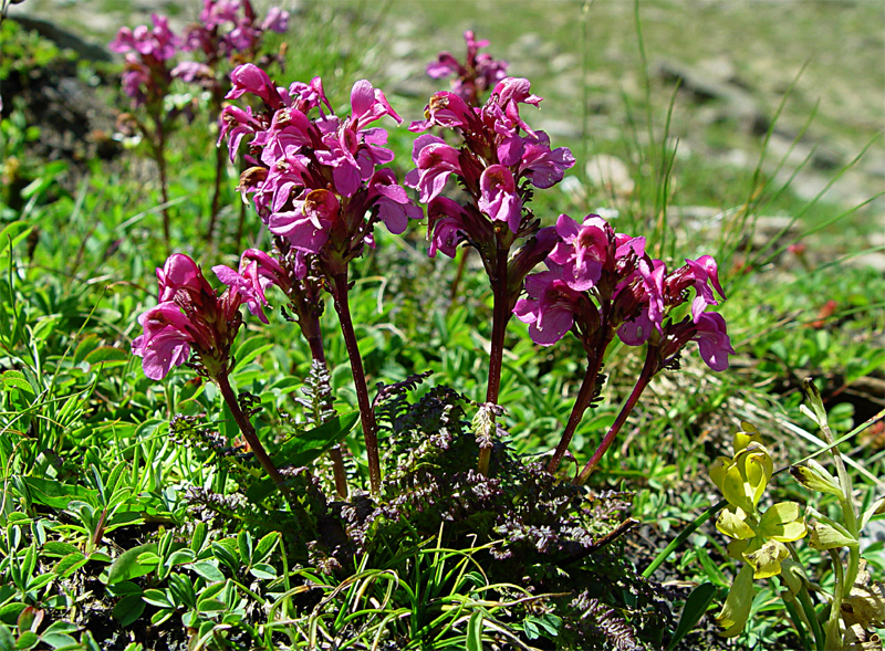 Image of Pedicularis nordmanniana specimen.