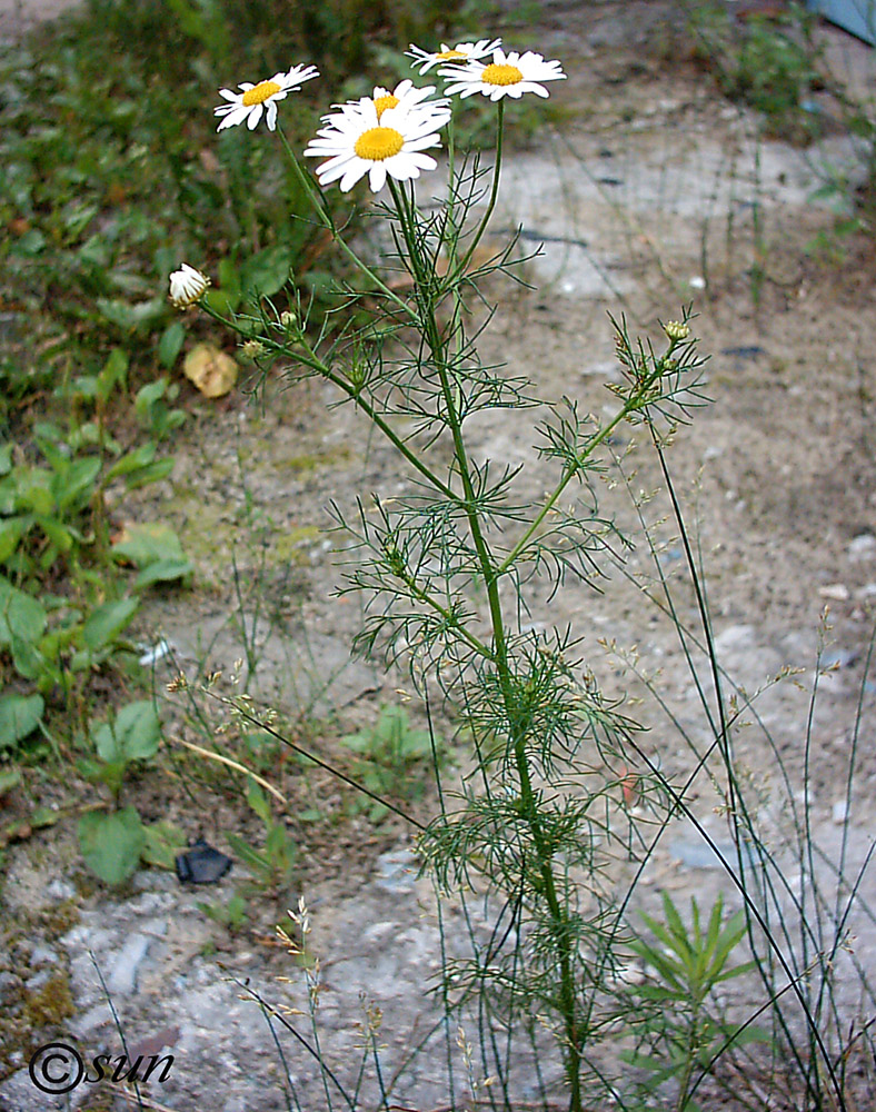 Image of Tripleurospermum inodorum specimen.