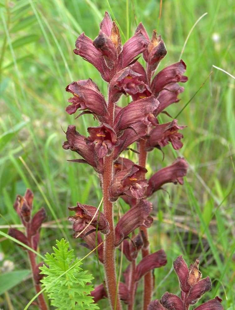 Image of Orobanche alba specimen.