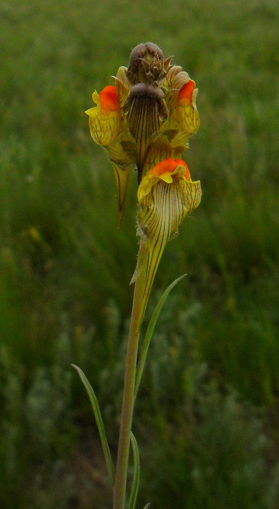 Изображение особи Linaria macroura.