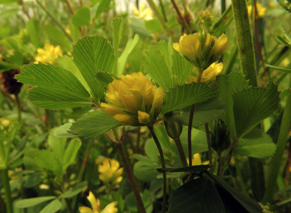 Image of Trifolium campestre specimen.