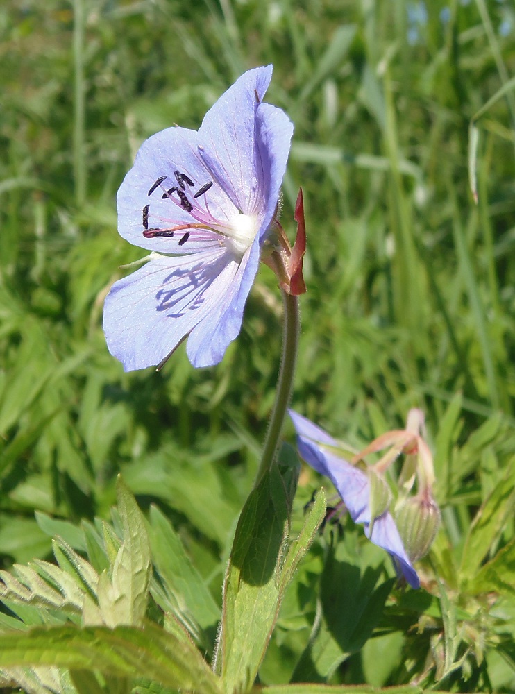 Image of Geranium pratense specimen.