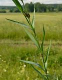 Image of taxon representative. Author is Евгений Спиваковский