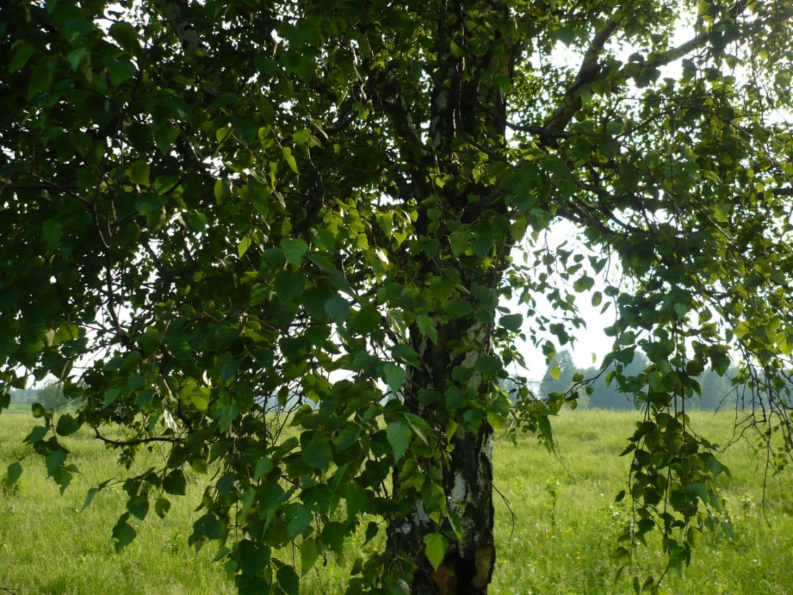 Изображение особи Betula pendula.