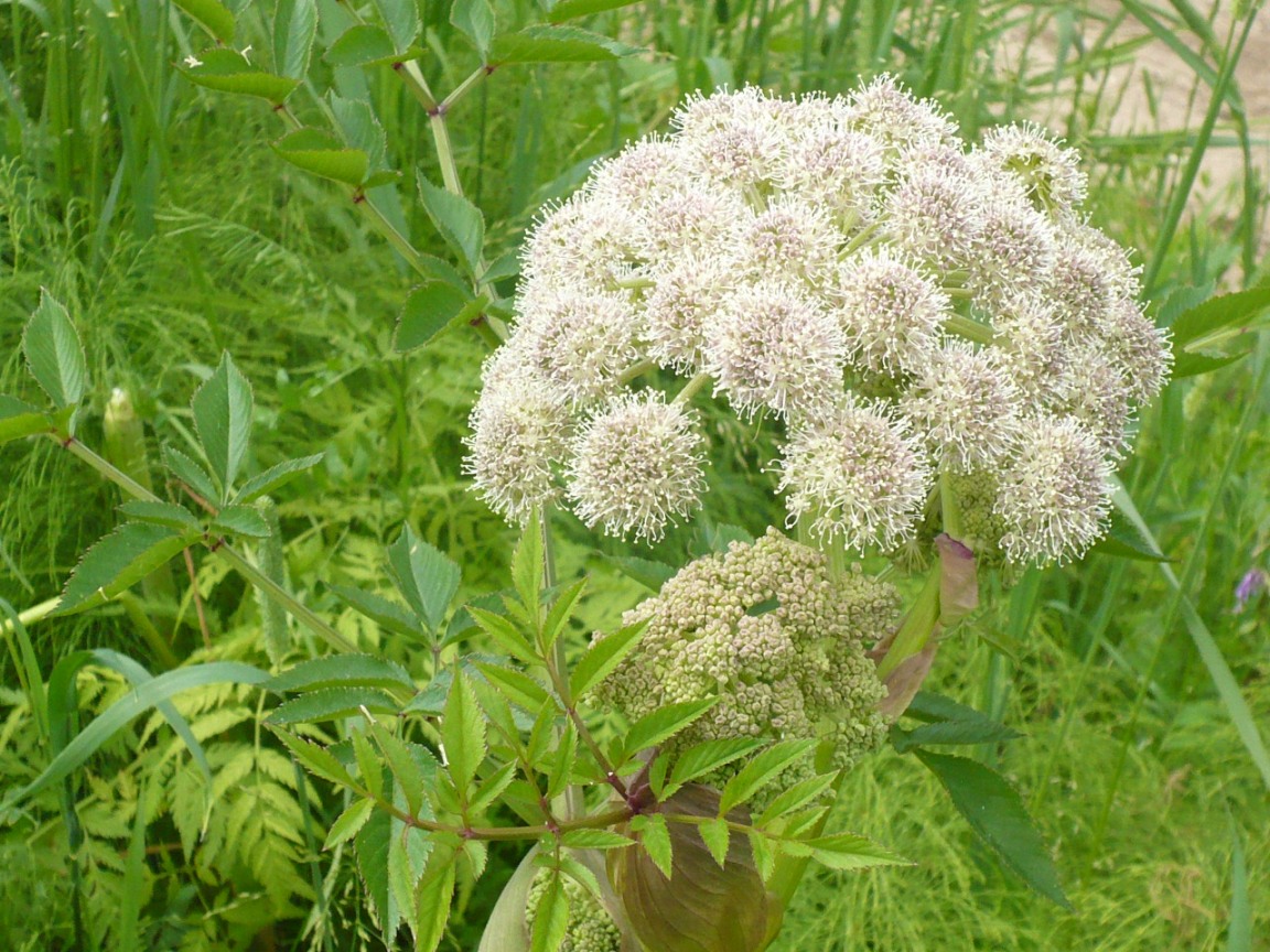 Изображение особи Angelica sylvestris.