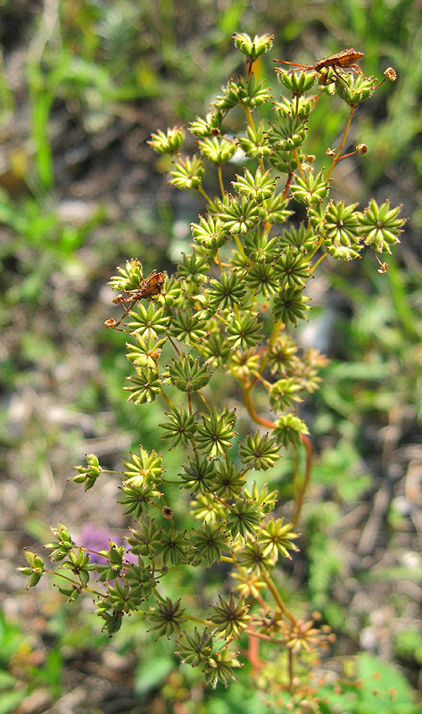 Image of Filipendula vulgaris specimen.