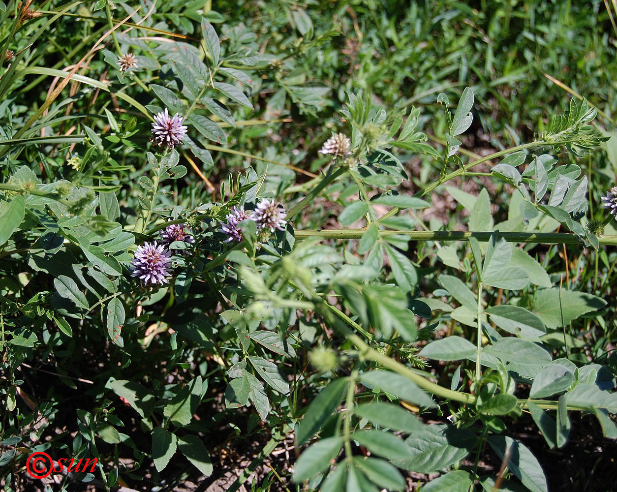 Изображение особи Glycyrrhiza echinata.