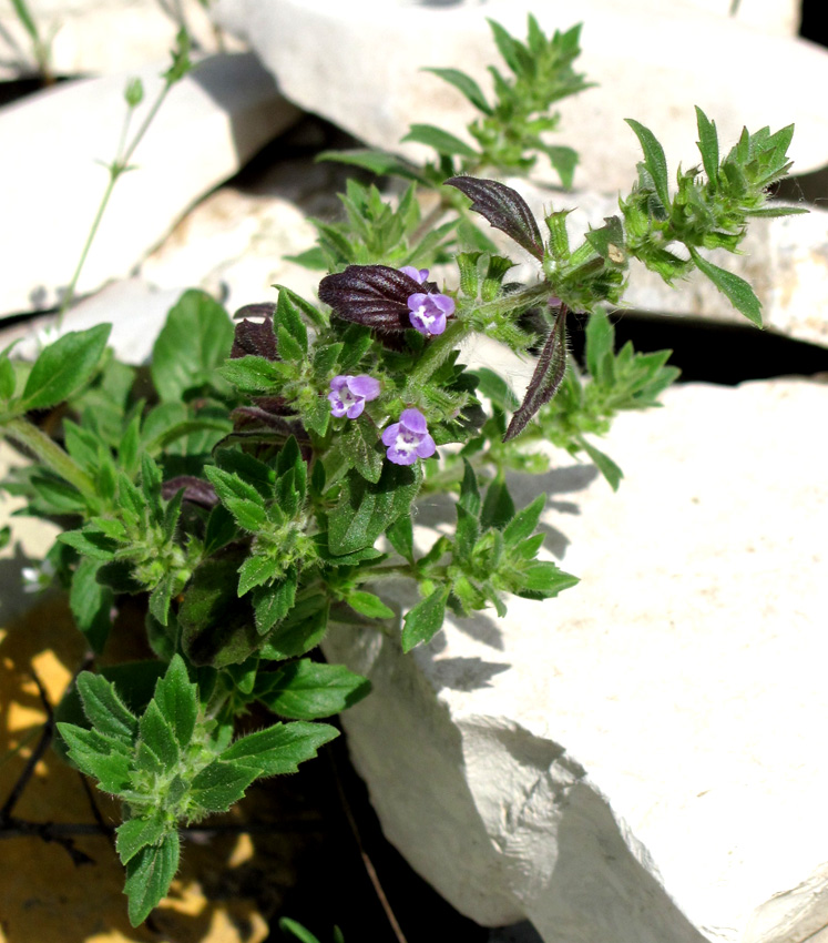 Image of Ziziphora acinos specimen.