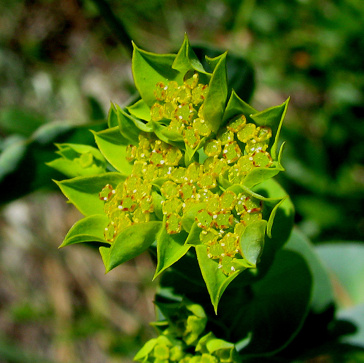 Image of Bupleurum rotundifolium specimen.