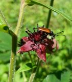 Image of taxon representative. Author is Наталия Панкова