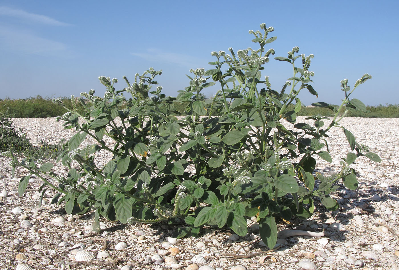 Изображение особи Heliotropium ellipticum.